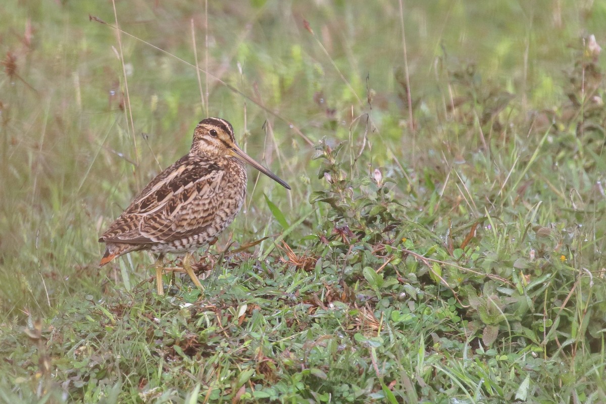 Pin-tailed Snipe - Amit Gupta