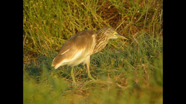 Squacco Heron - ML614378338