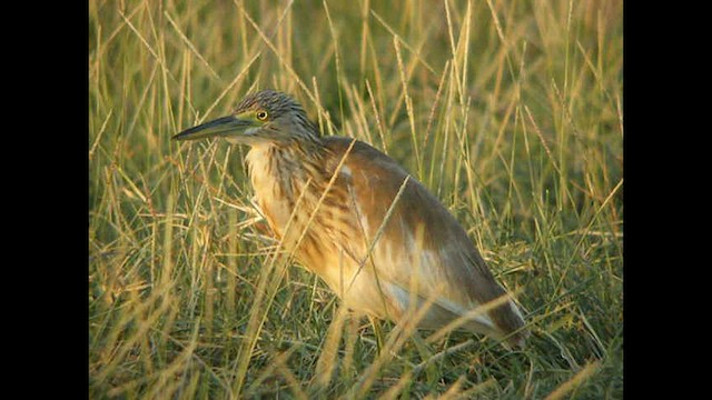 Squacco Heron - ML614378339