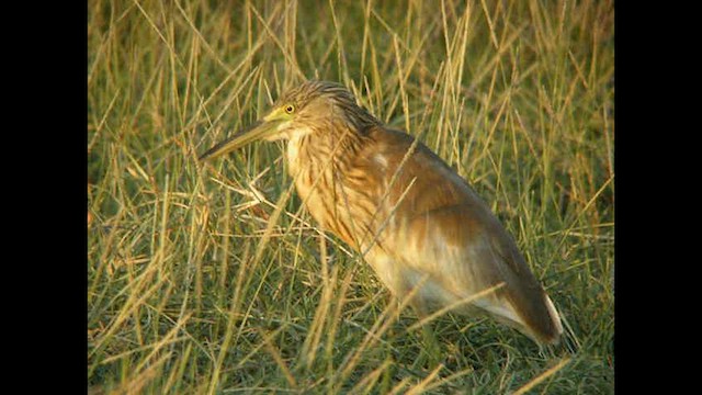 Squacco Heron - ML614378340