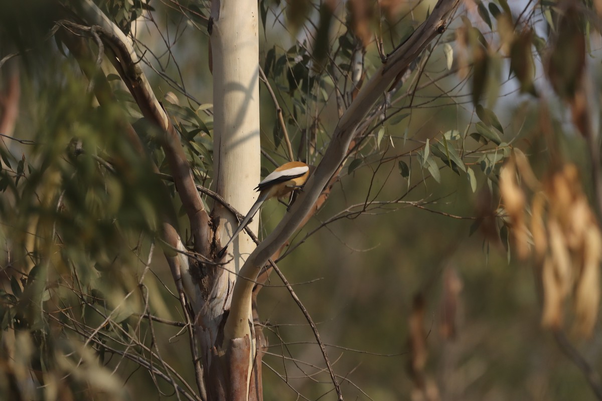 Rufous Treepie - ML614378415