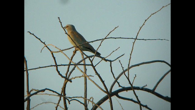 European Roller - ML614378486