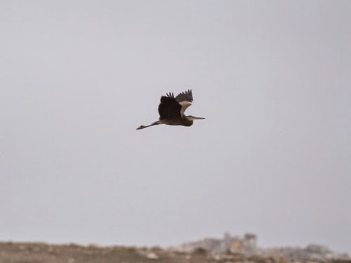 Great Blue Heron (Great Blue) - ML614378495