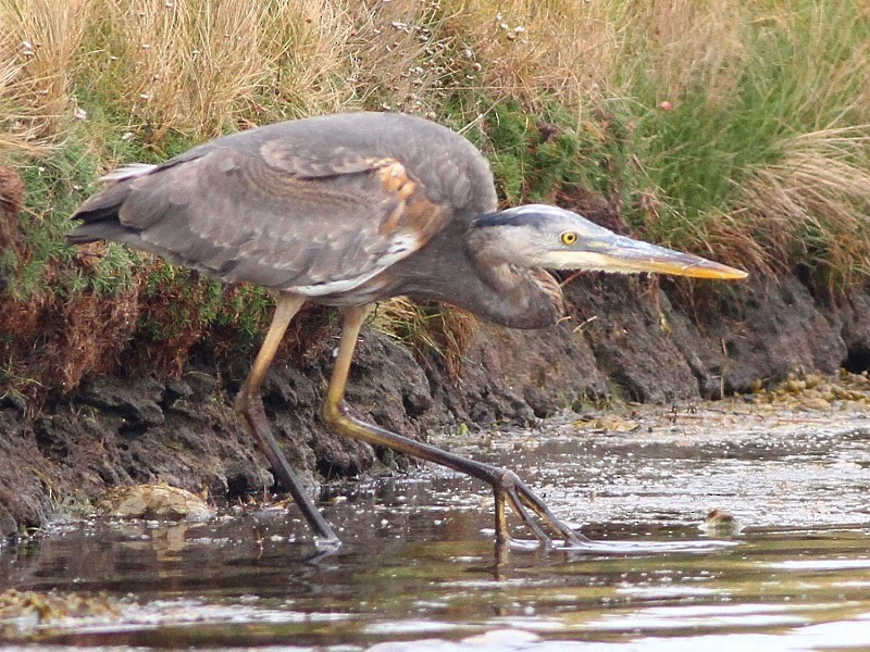 Garza Azulada (grupo herodias) - ML614378503