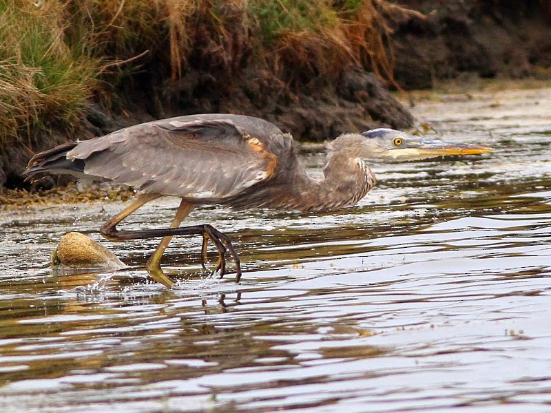 Great Blue Heron (Great Blue) - ML614378504