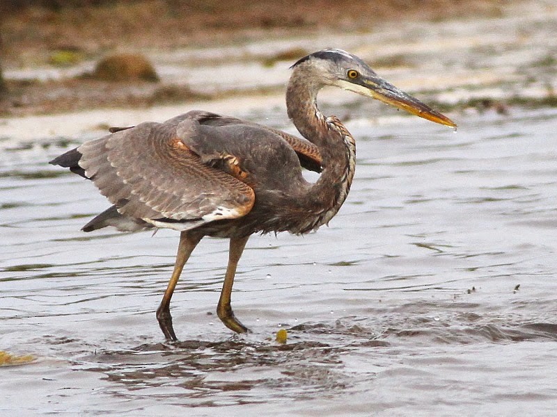 Great Blue Heron (Great Blue) - ML614378505