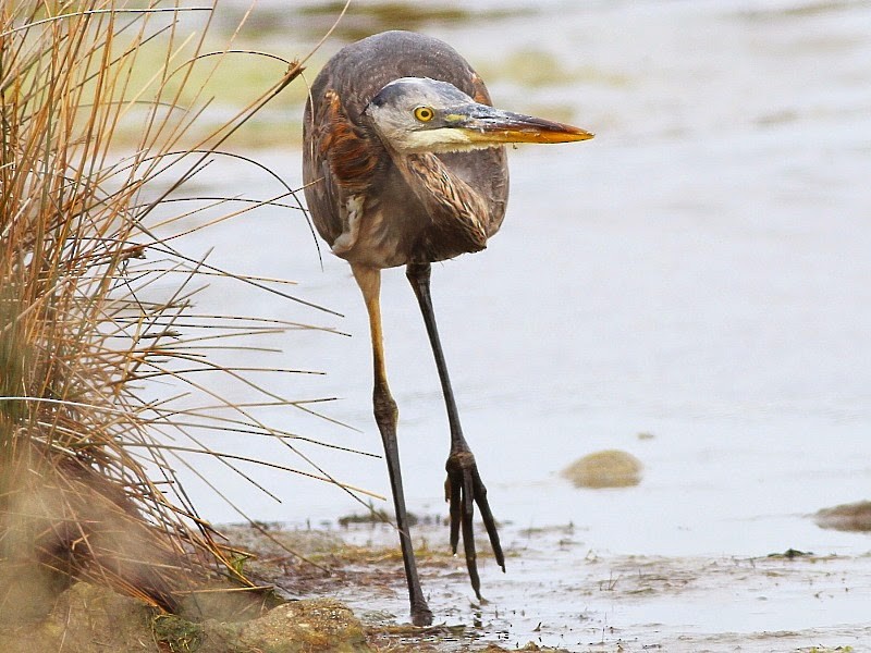 Great Blue Heron (Great Blue) - ML614378507