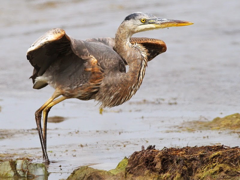 Great Blue Heron (Great Blue) - ML614378510