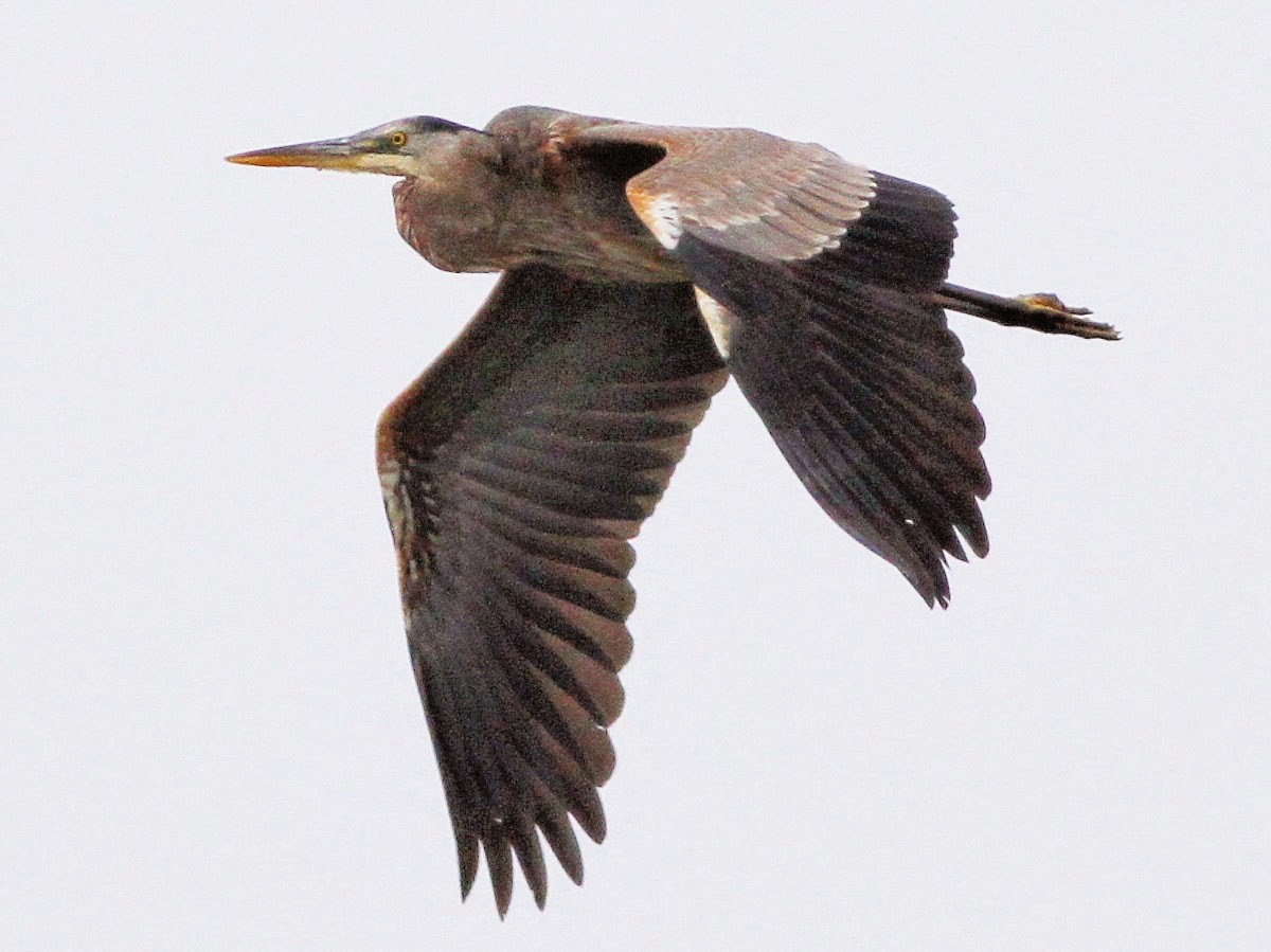 Great Blue Heron (Great Blue) - ML614378513