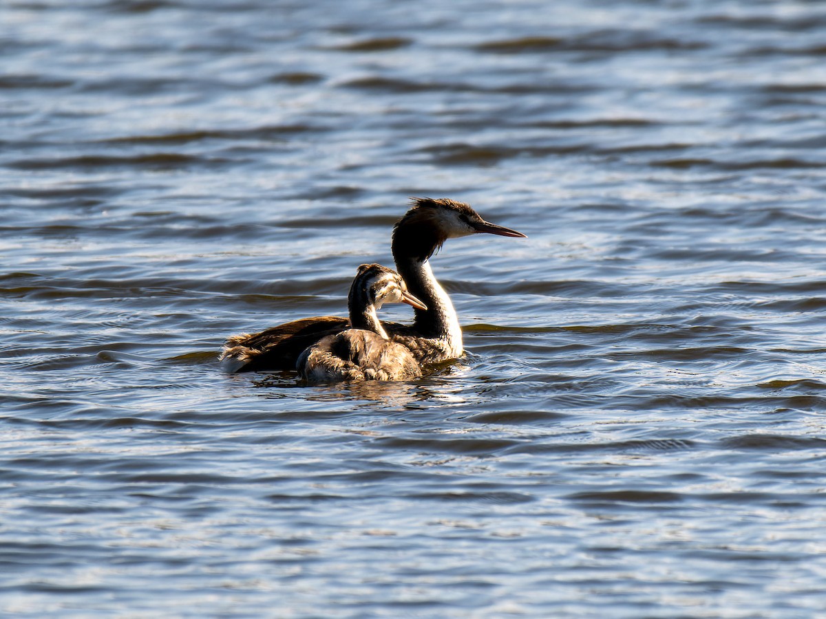 Great Crested Grebe - ML614378567