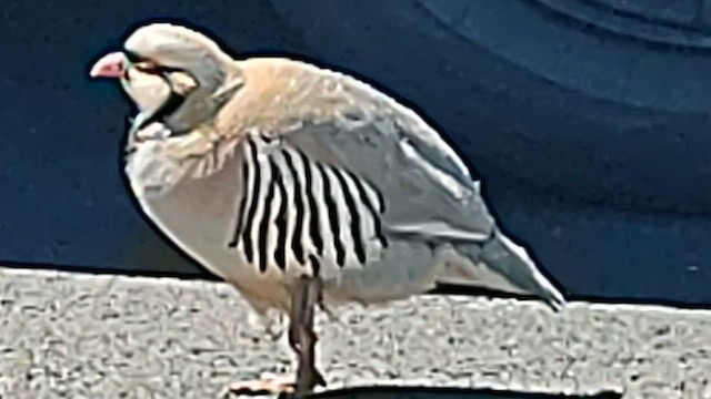 Chukar - ML614378582