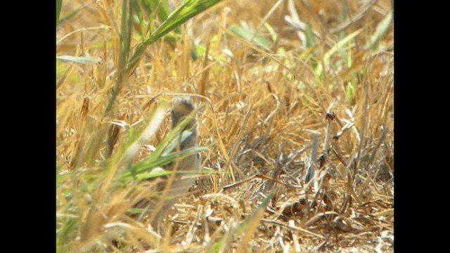 Tawny Pipit - ML614378600