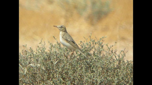 Pipit rousseline - ML614378609