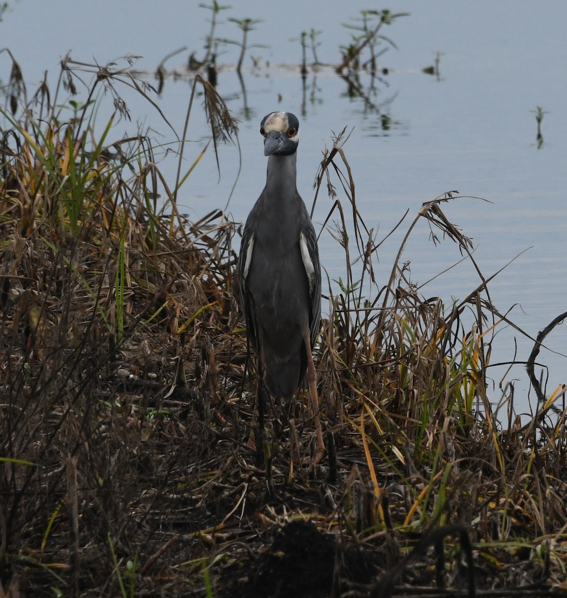 Yellow-crowned Night Heron - ML61437861