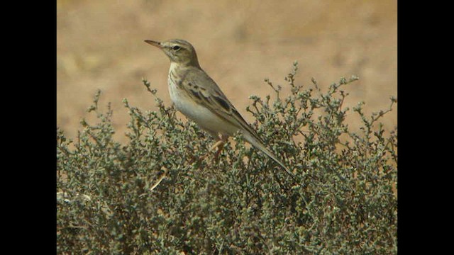 Pipit rousseline - ML614378611