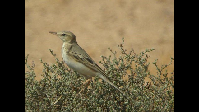 Tawny Pipit - ML614378613