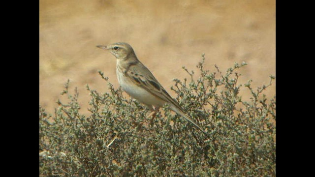 Pipit rousseline - ML614378614