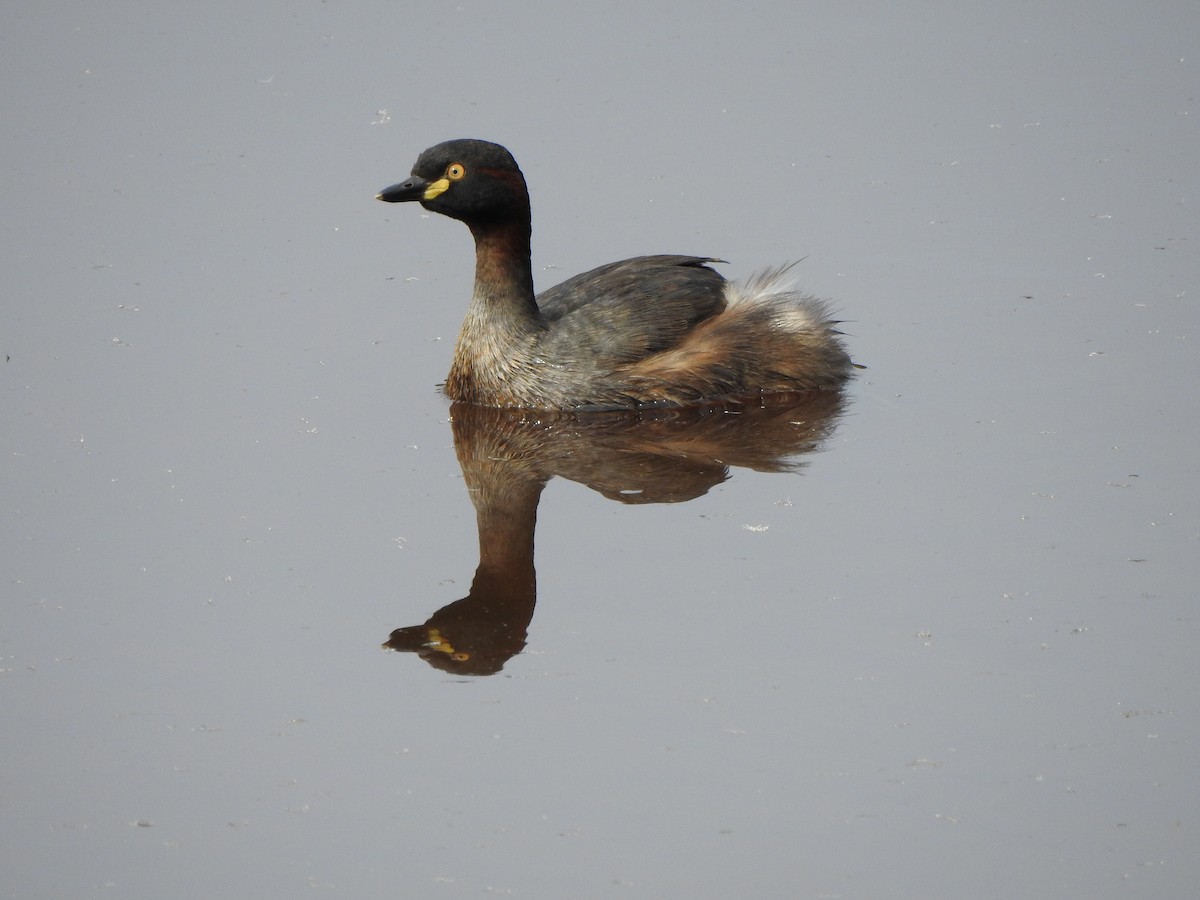 Australasian Grebe - ML614378653