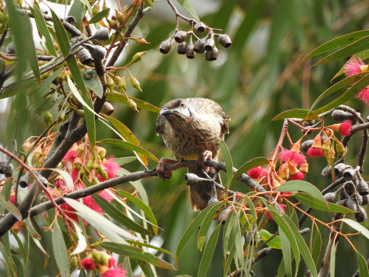 Red Wattlebird - ML614378657