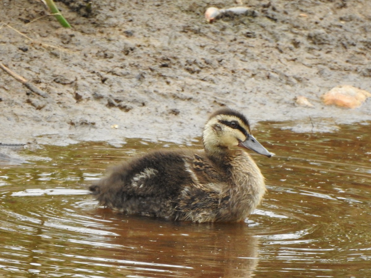 Canard à sourcils - ML614378660