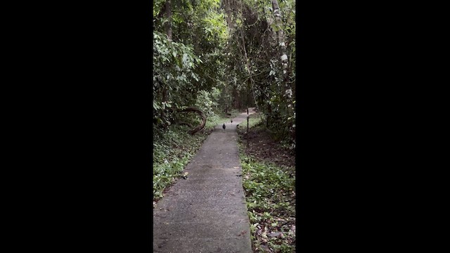 Bornean Crested Fireback - ML614378675