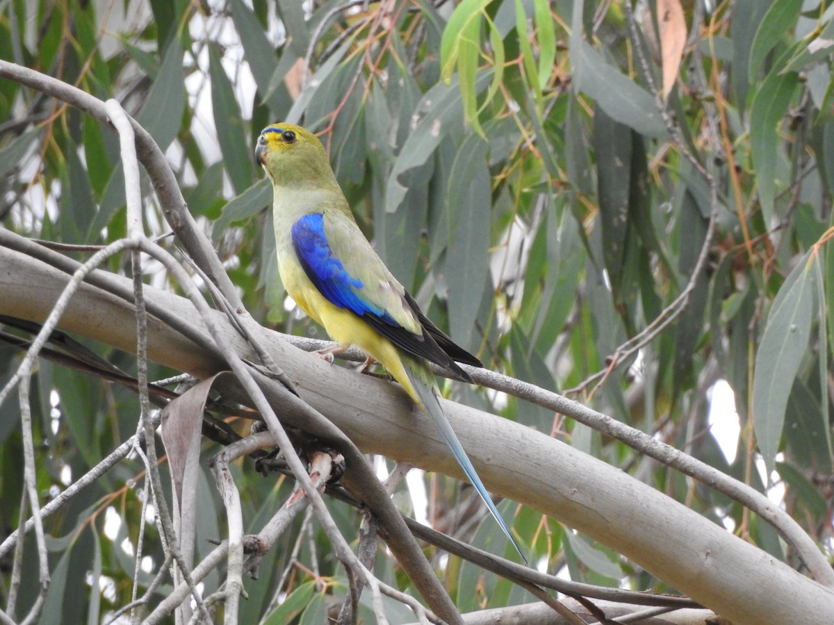 Blue-winged Parrot - Kerry Vickers