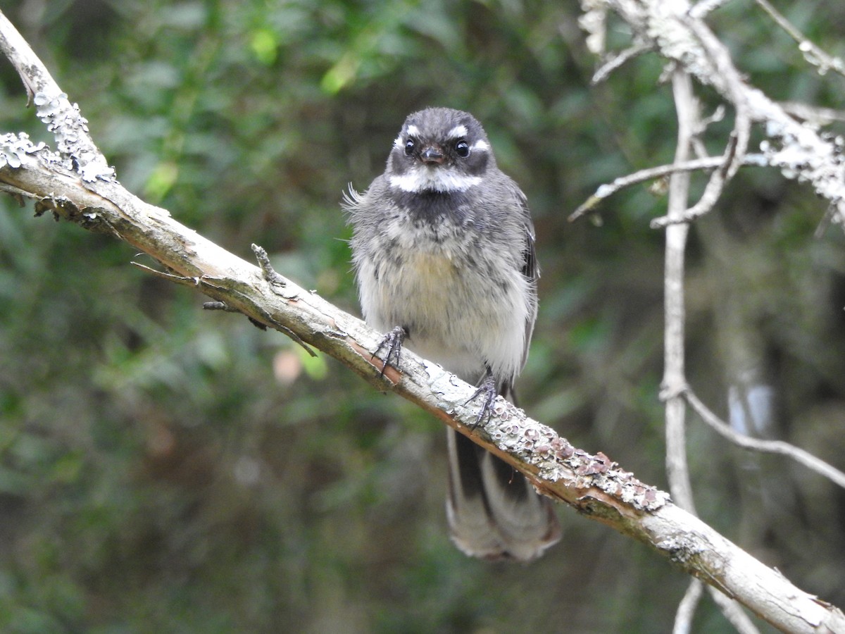 Gray Fantail - ML614378682