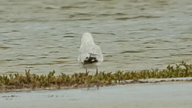 Ring-billed Gull - ML614378693