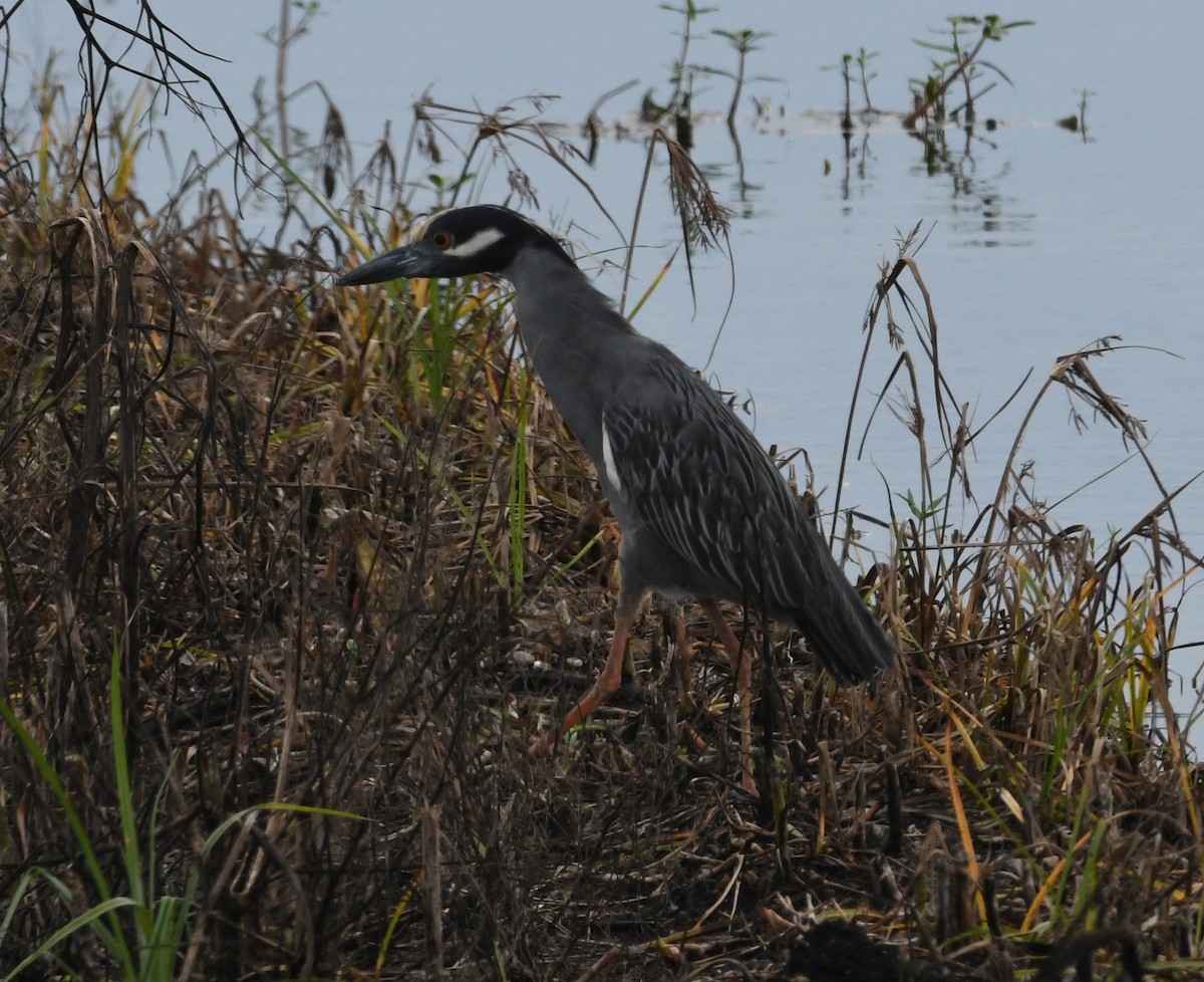 Yellow-crowned Night Heron - ML61437871