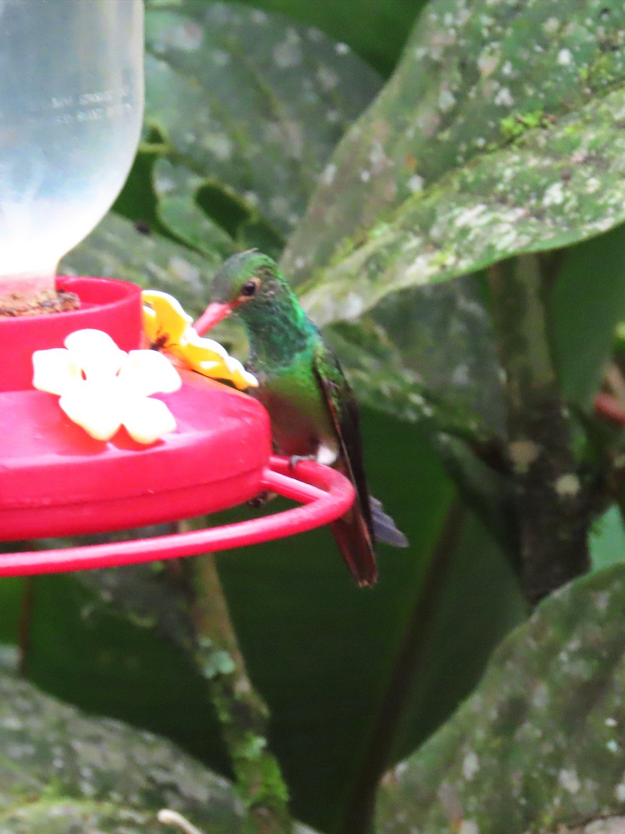 Rufous-tailed Hummingbird - ML614378769