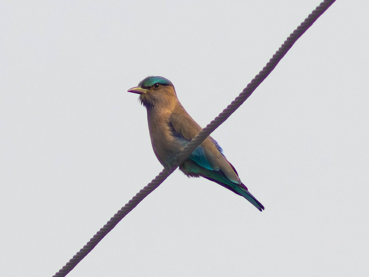 Indian x Indochinese Roller (hybrid) - ML614378789