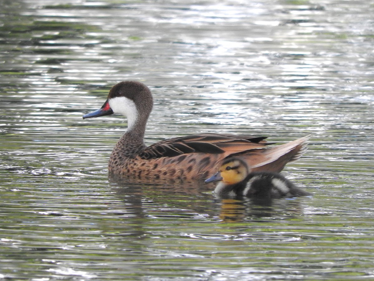 White-cheeked Pintail - ML614378797