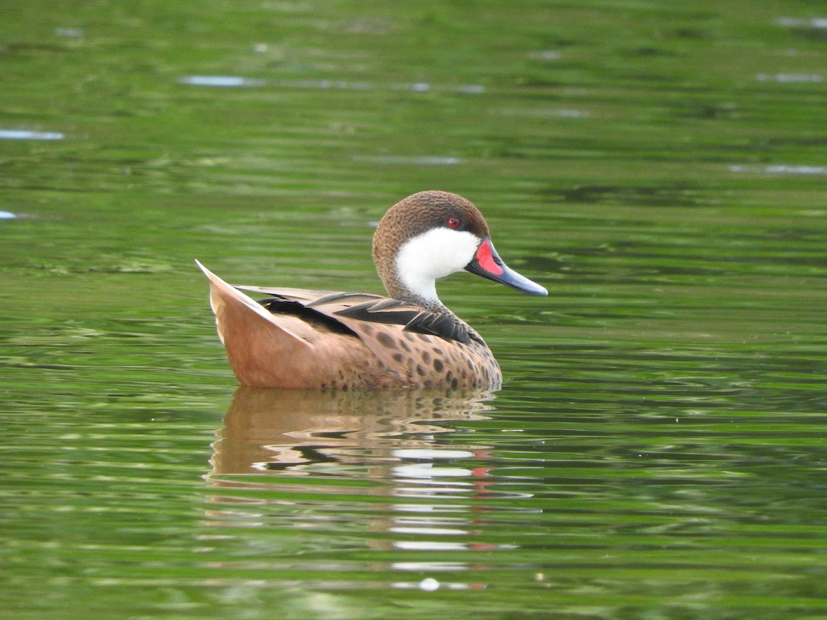 White-cheeked Pintail - ML614378798