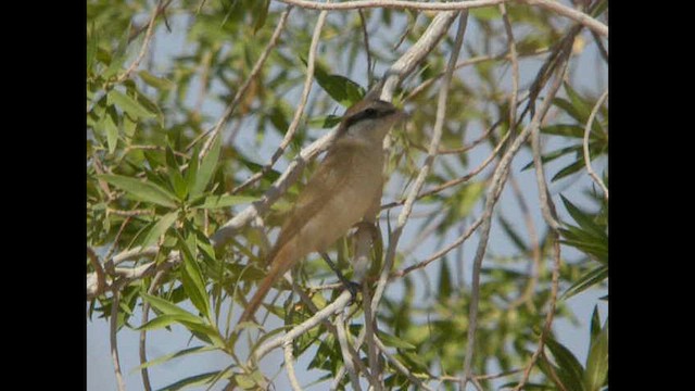 חנקן ערבות (מערבי) - ML614378800