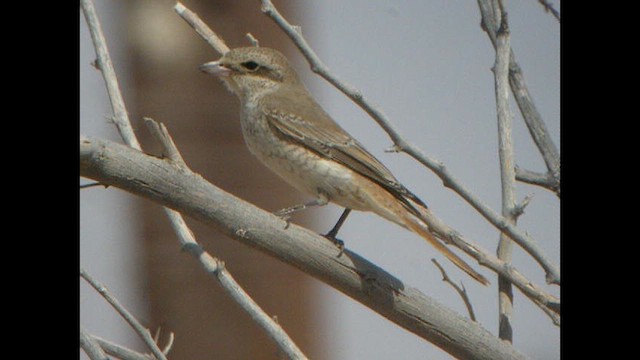 חנקן ערבות (מערבי) - ML614378801