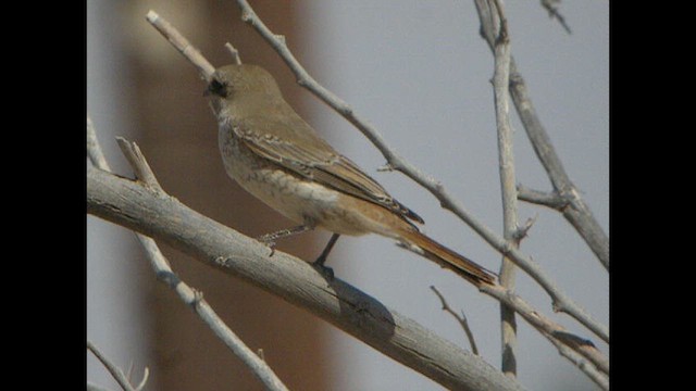 ťuhýk mongolský (ssp. isabellinus) - ML614378802