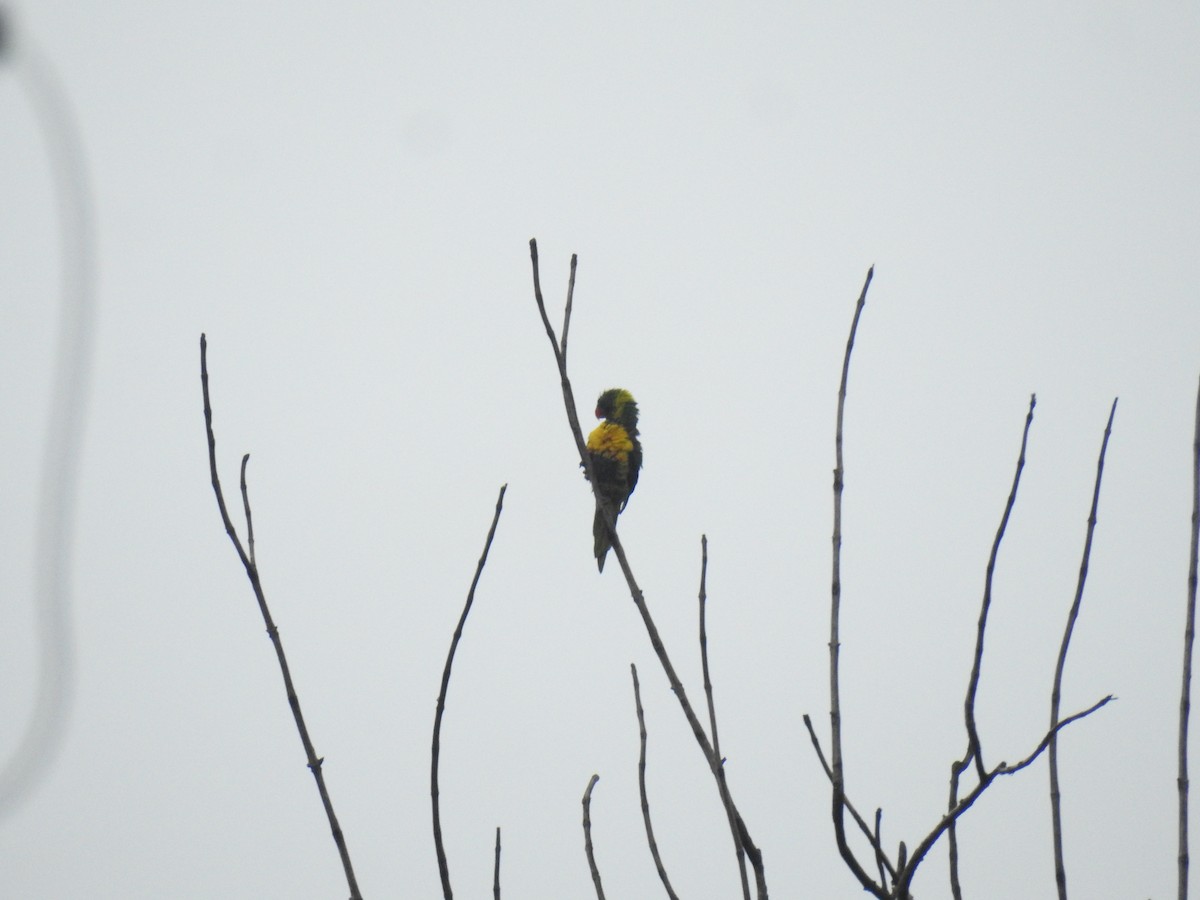 Marigold Lorikeet - ML614378836