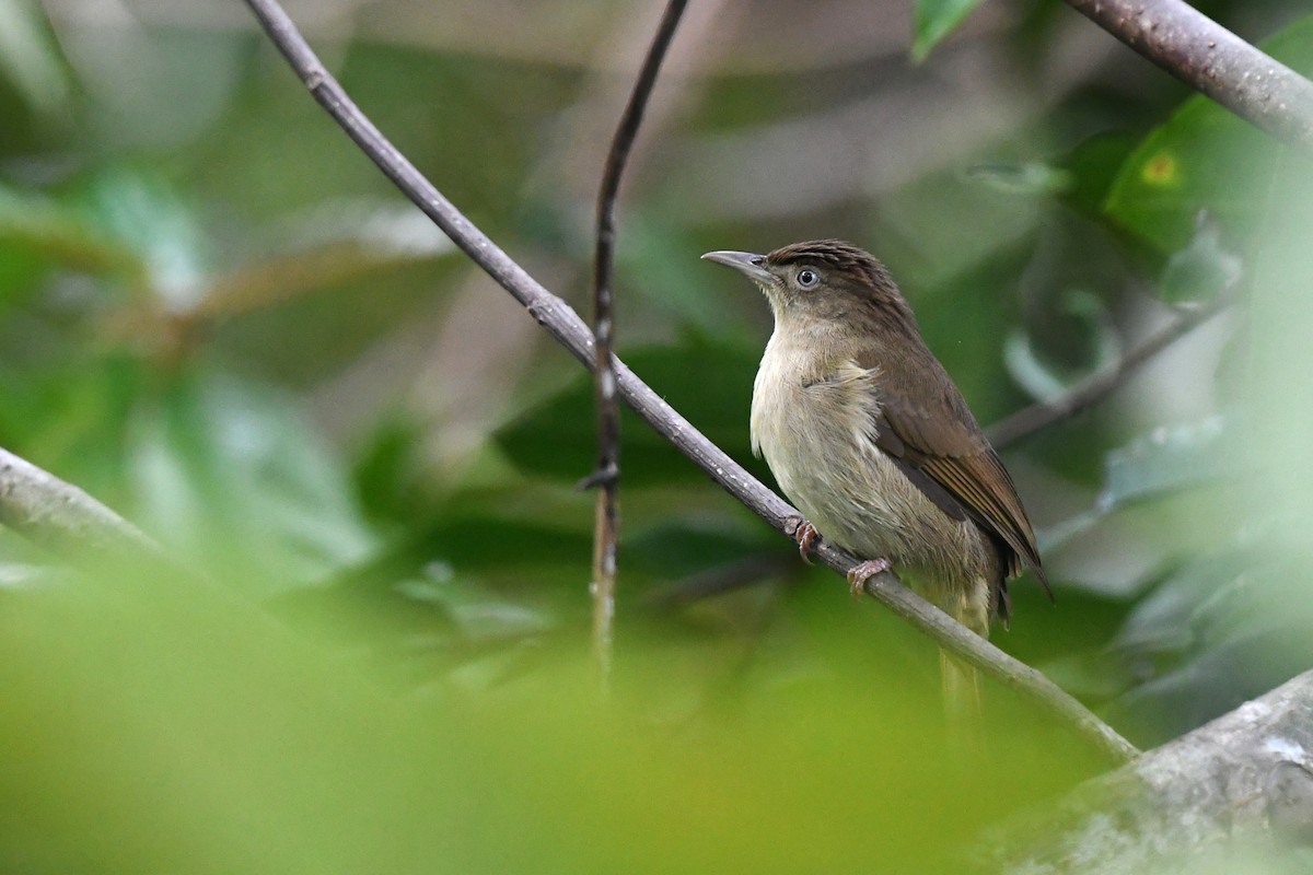 Charlotte's Bulbul - Paul Shaffner