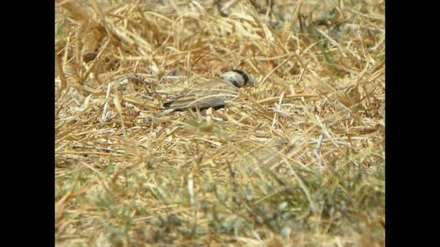 Black-crowned Sparrow-Lark - ML614378863