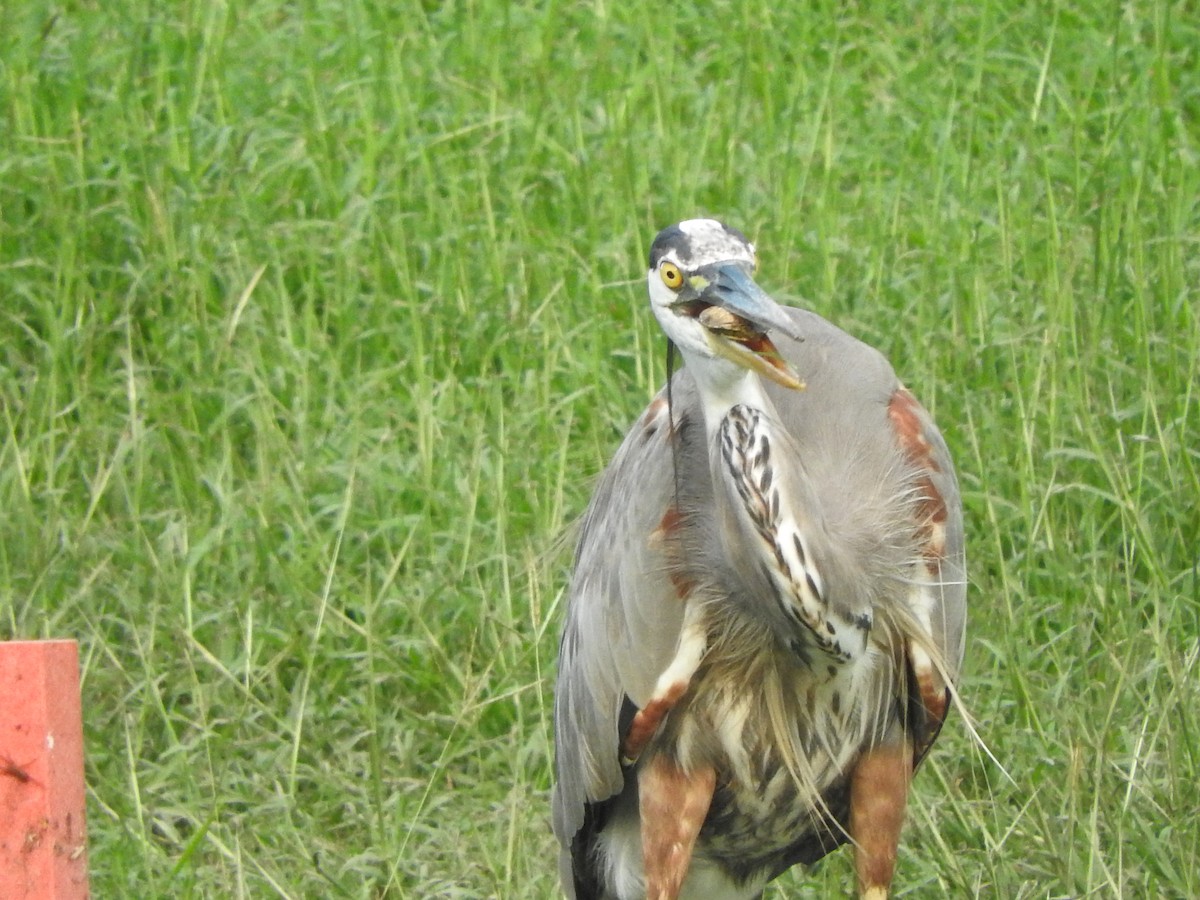 Great Blue Heron - ML614378892