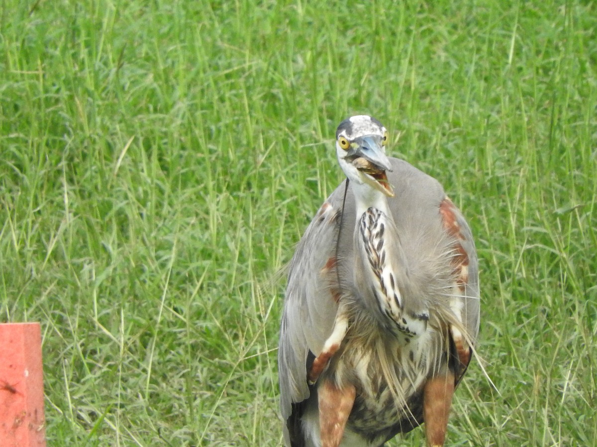 Garza Azulada - ML614378893