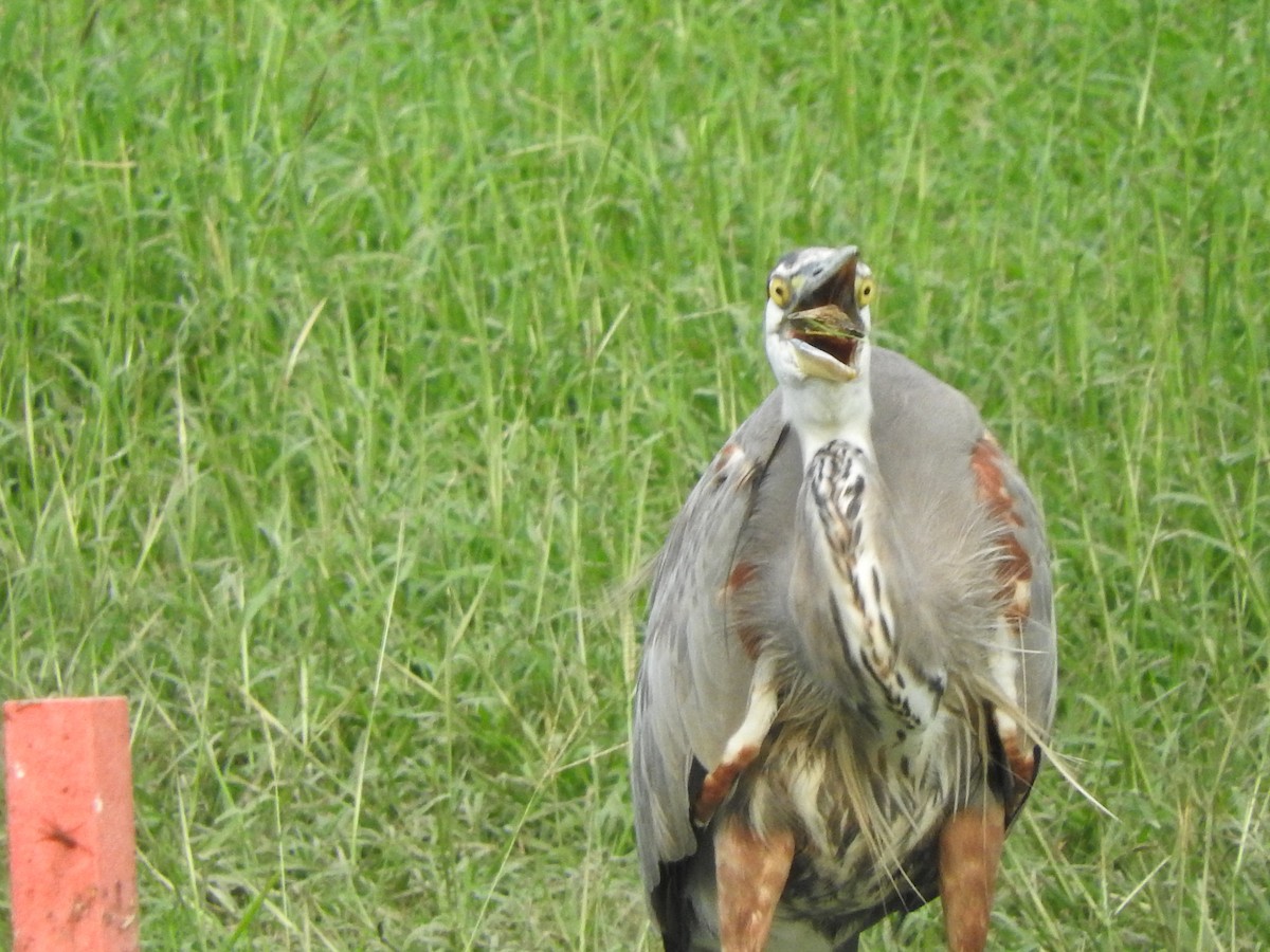 Great Blue Heron - ML614378894