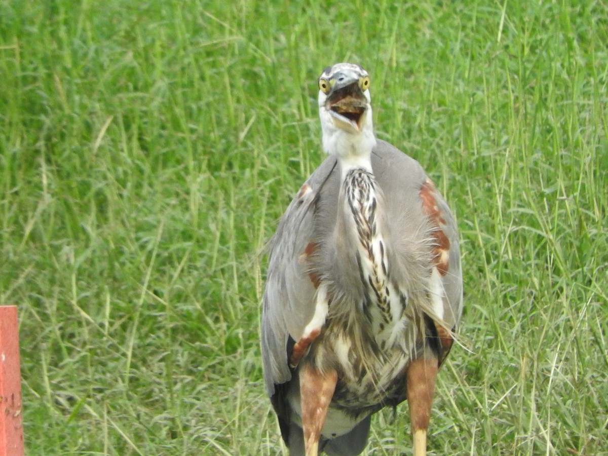 Great Blue Heron - Cole Gaerber