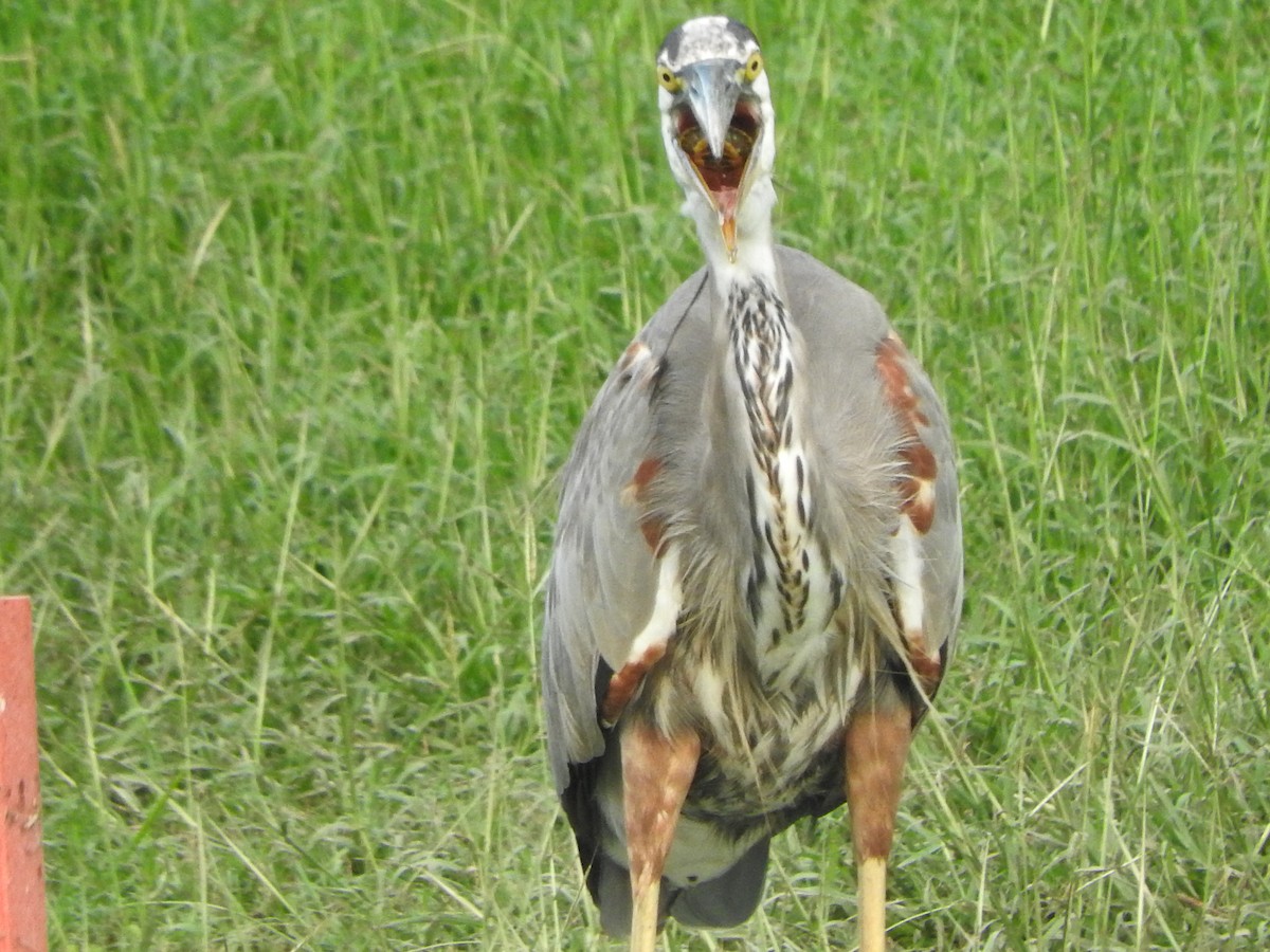 Great Blue Heron - Cole Gaerber