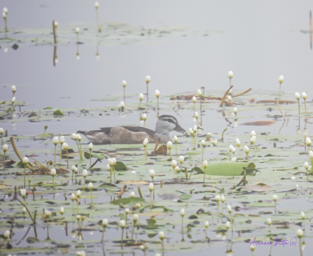 Cotton Pygmy-Goose - ML614378902