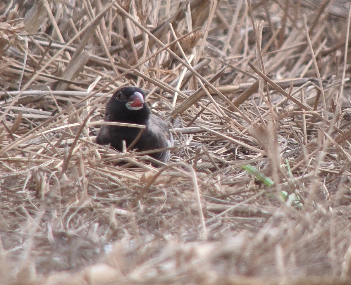 Quailfinch (Black-faced) - ML614378960