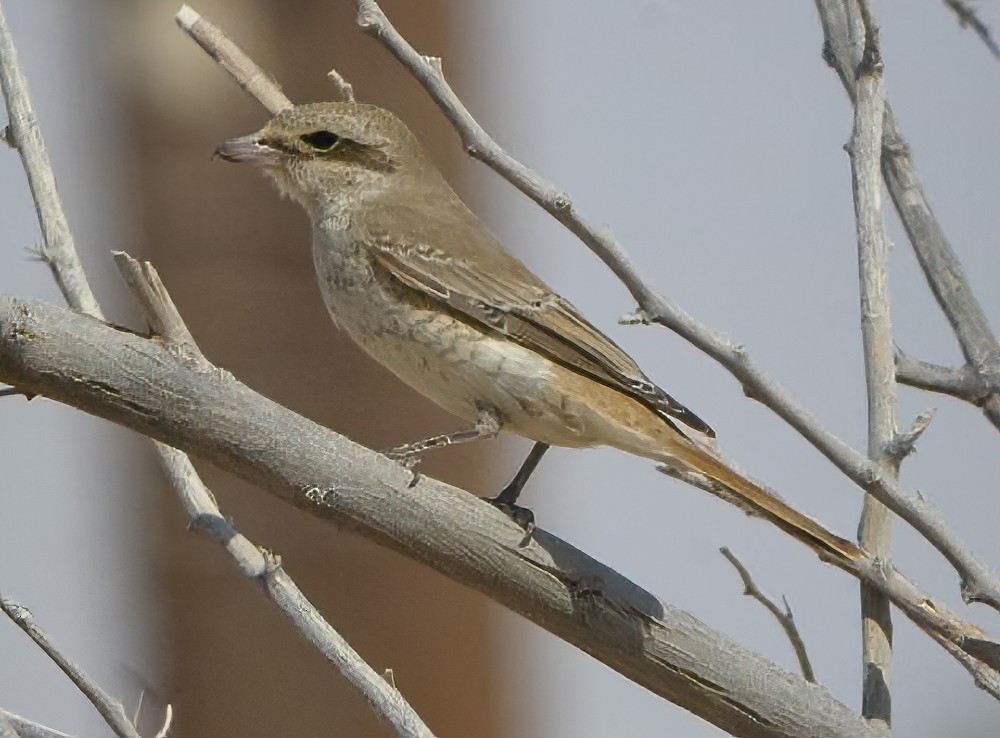 Isabelline Shrike (Daurian) - ML614379002