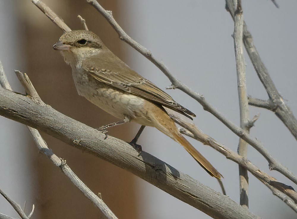 Isabelline Shrike (Daurian) - Eric Francois Roualet