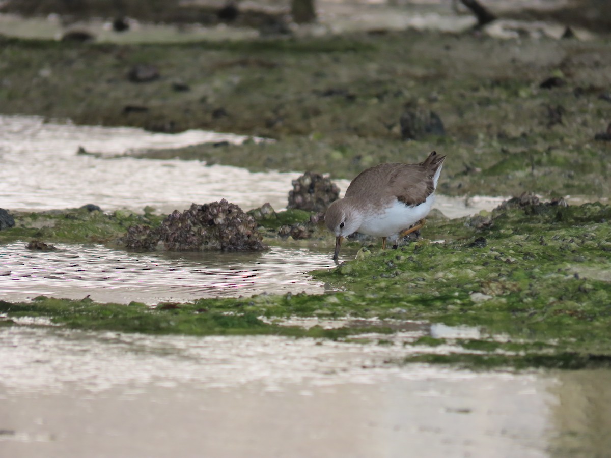 Terek Sandpiper - ML614379006