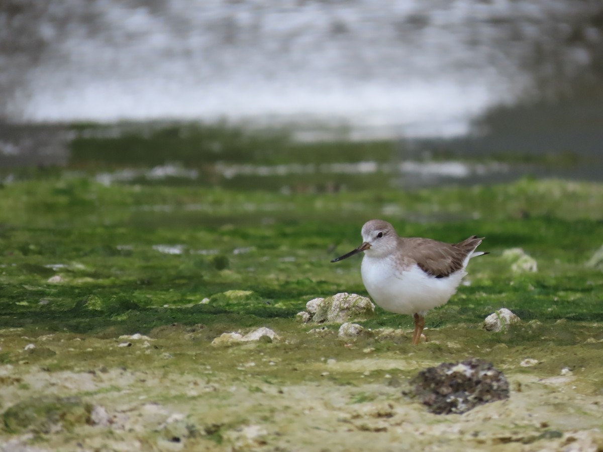 Terek Sandpiper - ML614379007